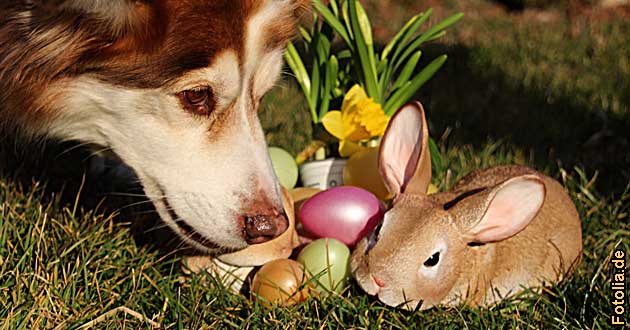 Urlaub ber Ostern mit Hund im Hotel, Osterurlaub, Osterreise, Osterrarrangement